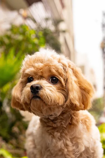 Best Pet-Friendly Condos & Homes Near the BTS in Bangkok (2026)